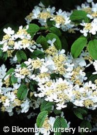 Viburnum plicatum tomentosum 'St. Keverne'